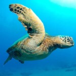 Green Sea Turtle