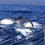 Maui Whale Watching sail